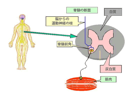 筋肉を動かすしくみ