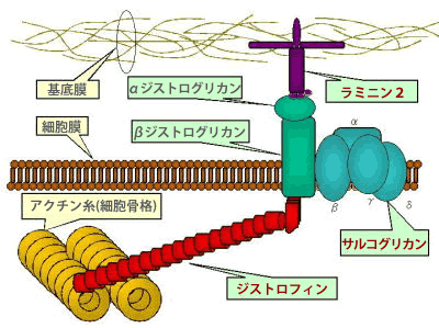 ジストロフィン