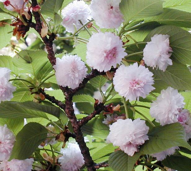 兼六園菊