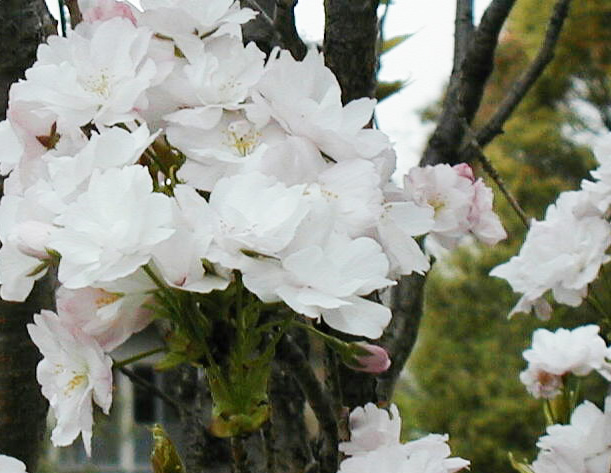 天の川 花