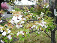 市原虎の尾