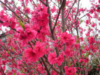 寒緋桜