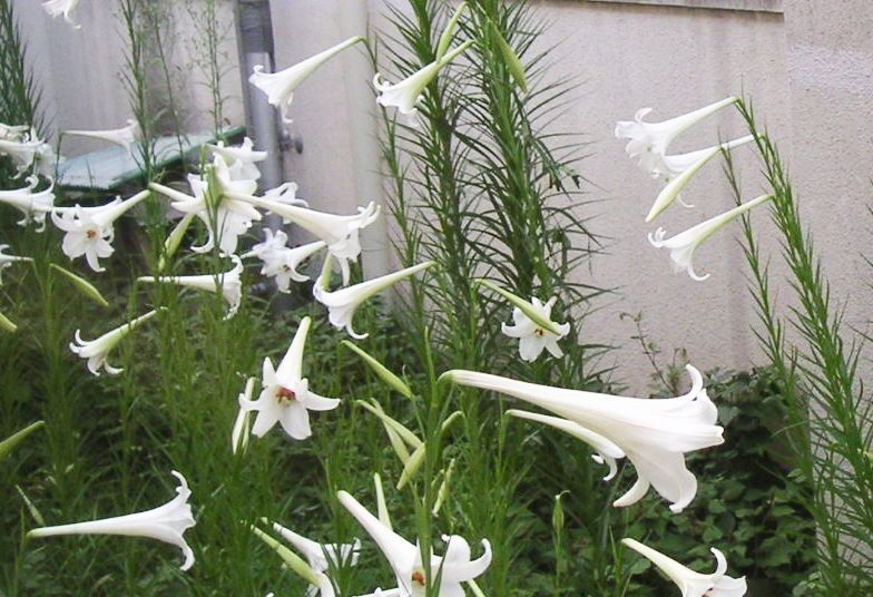 白百合
